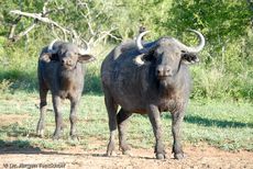 Afrikanischer Büffel (33 von 102).jpg